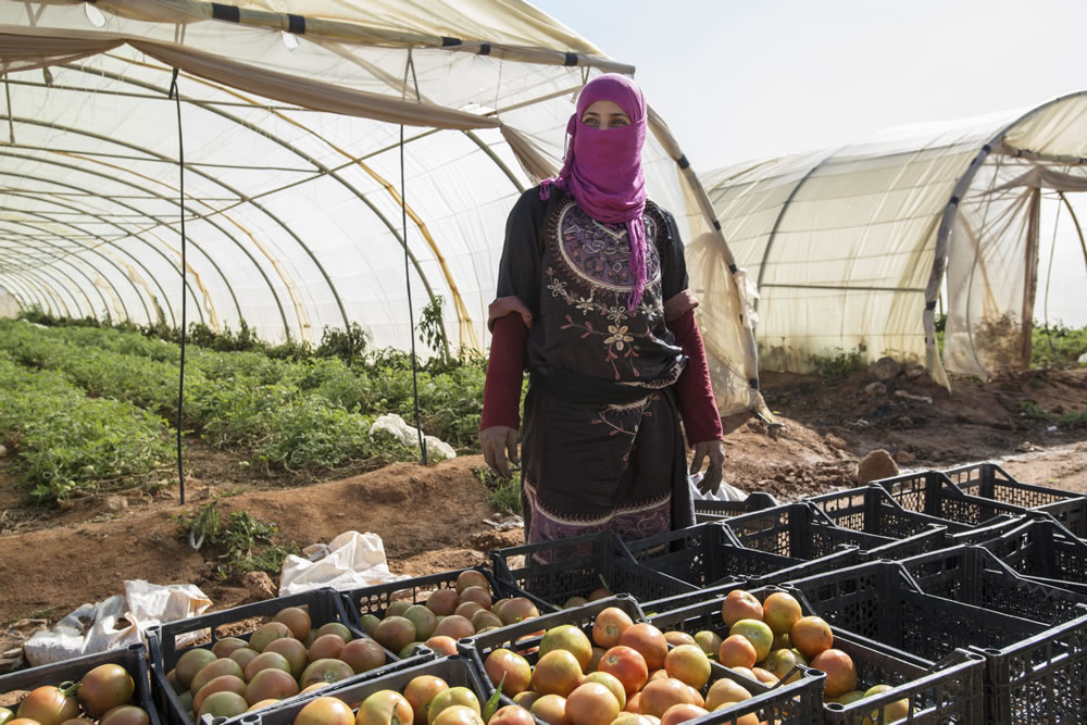 An agricultural worker pauses at a tomato farm in Mafraq, Jordan