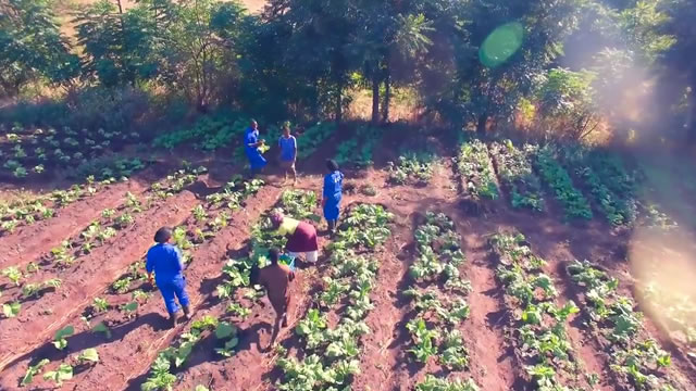 Expanding the horticulture value chain in Malawi