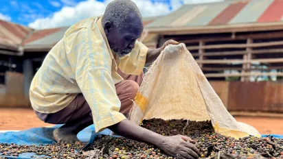 Coffee worker putting coffee beans in a bag 